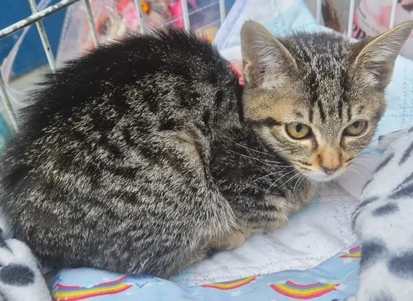 Gato raça SRD-ViraLata idade 1 ano nome MIA TIGRADA