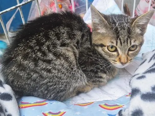 Gato raça SRD-ViraLata idade 1 ano nome MIA TIGRADA