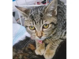 Gato raça SRD-ViraLata idade 1 ano nome MIA TIGRADA