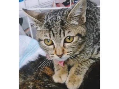 Gato raça SRD-ViraLata idade 1 ano nome MIA TIGRADA