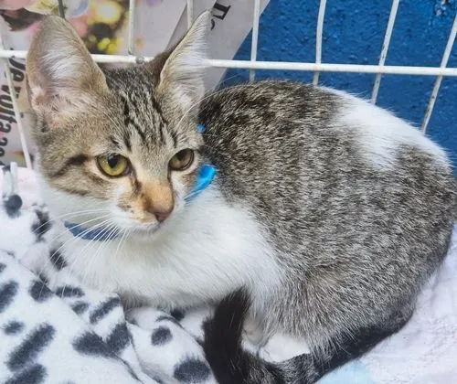 Gato raça SRD-ViraLata idade 2 a 6 meses nome PEDRO JOSÉ