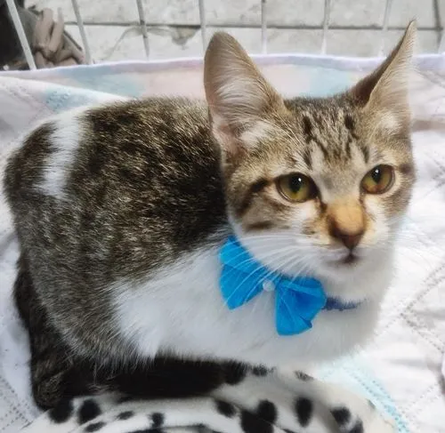 Gato raça SRD-ViraLata idade 2 a 6 meses nome PEDRO JOSÉ