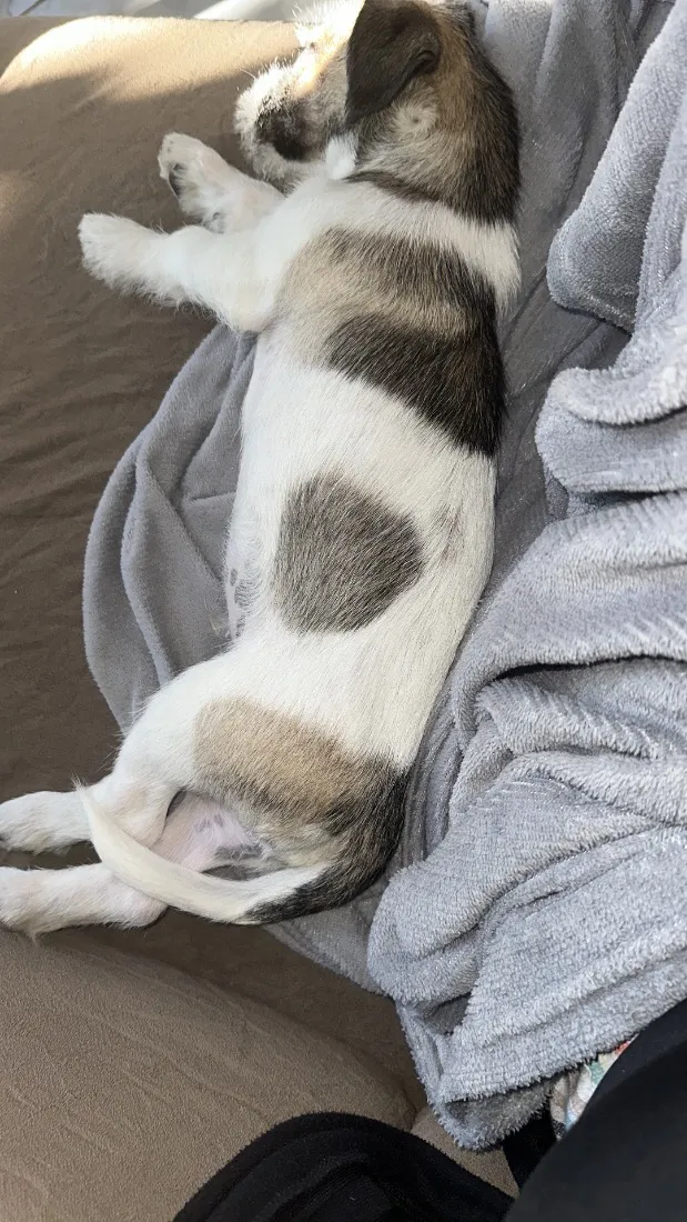 Cachorro raça SRD-ViraLata idade 2 a 6 meses nome Max