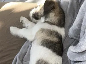 Cachorro raça SRD-ViraLata idade 2 a 6 meses nome Max