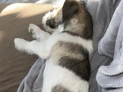 Cachorro raça SRD-ViraLata idade 2 a 6 meses nome Max