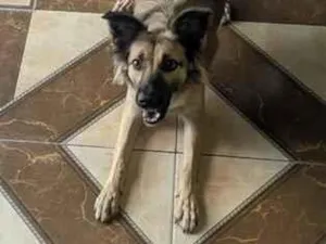 Cachorro raça SRD-ViraLata idade 3 anos nome Juju