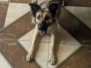 Cachorro raça SRD-ViraLata idade 3 anos nome Juju