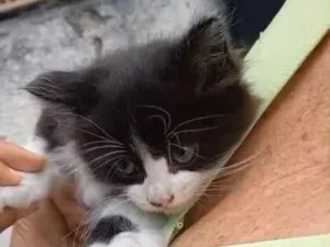 Gato raça SRD-ViraLata idade 2 a 6 meses nome sem nome 