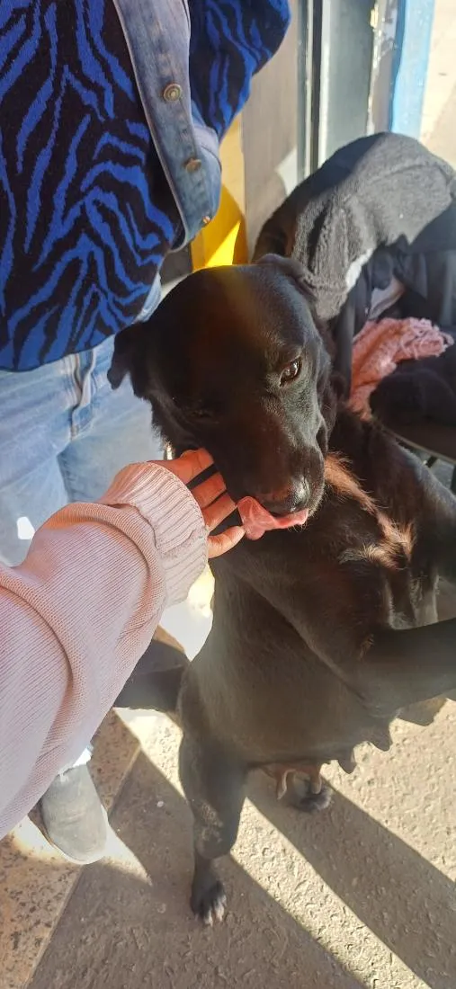 Cachorro raça SRD-ViraLata idade 3 anos nome neguinha
