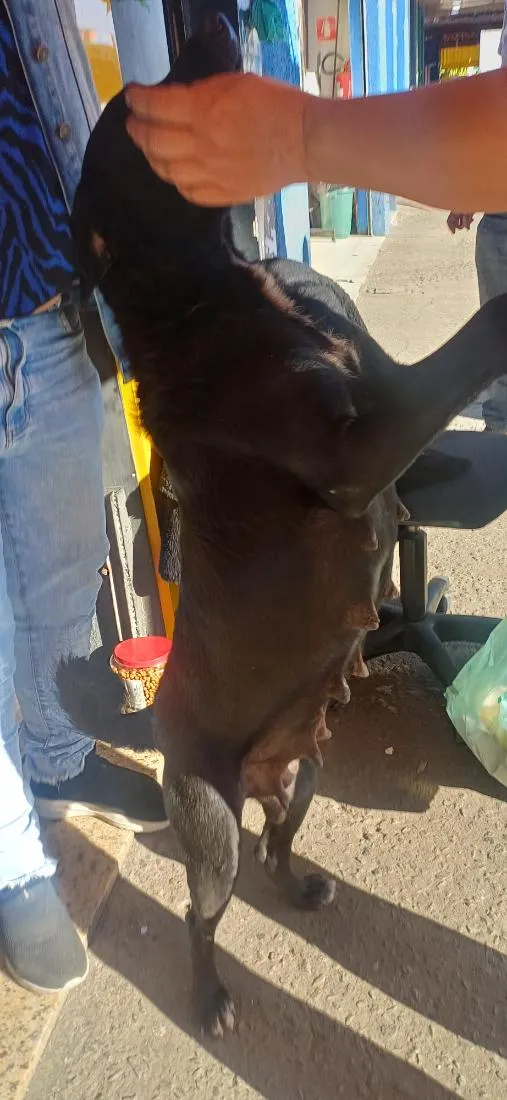 Cachorro raça SRD-ViraLata idade 3 anos nome neguinha
