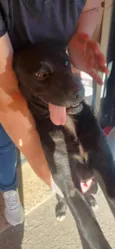 neguinha