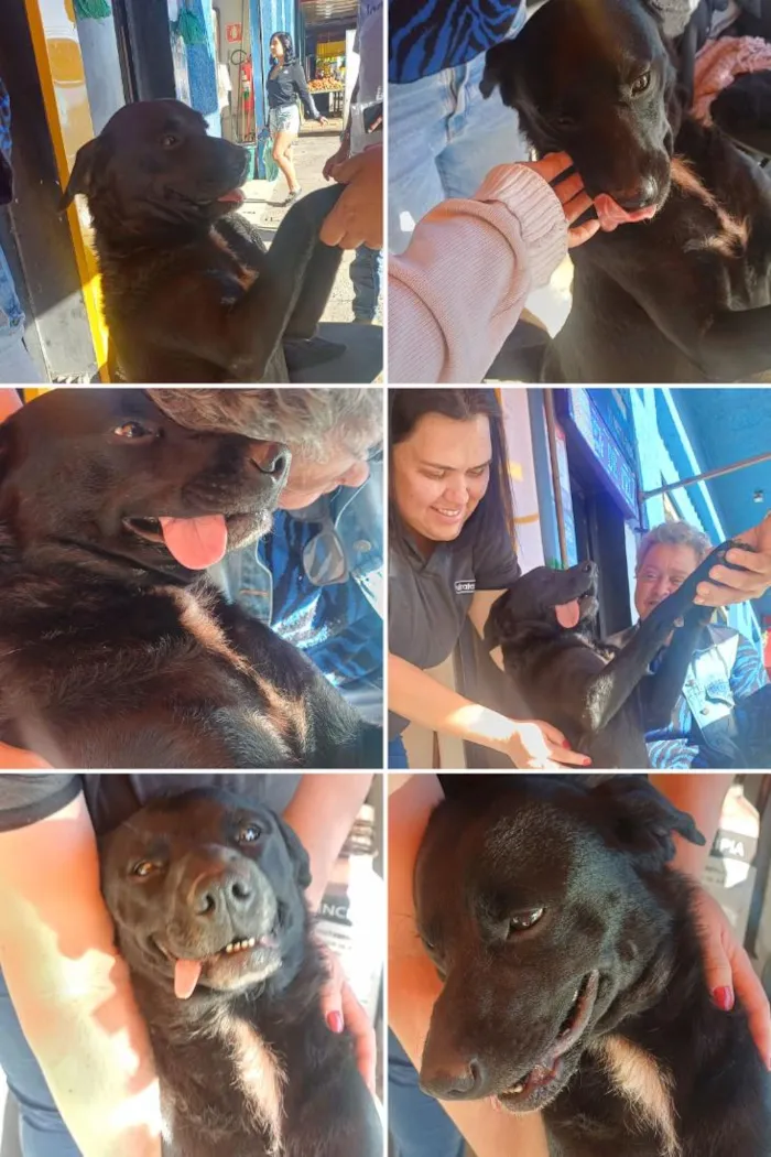 Cachorro raça SRD-ViraLata idade 3 anos nome neguinha