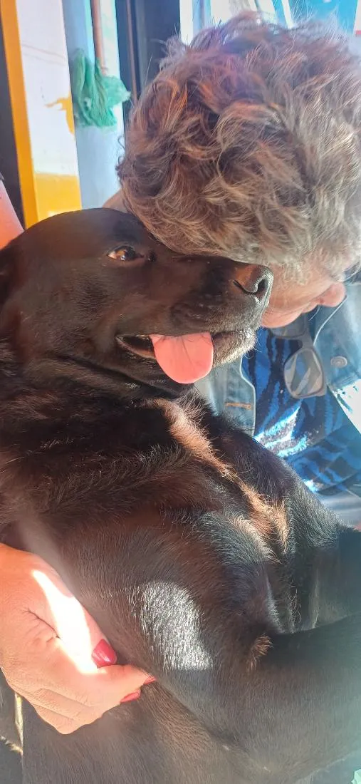 Cachorro raça SRD-ViraLata idade 3 anos nome neguinha