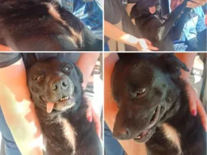 Cachorro raça SRD-ViraLata idade 3 anos nome neguinha