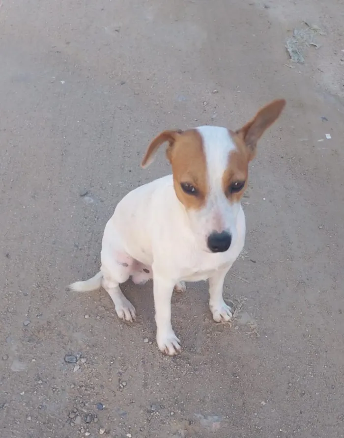 Cachorro raça SRD-ViraLata idade 1 ano nome Bradok