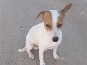 Cachorro raça SRD-ViraLata idade 1 ano nome Bradok