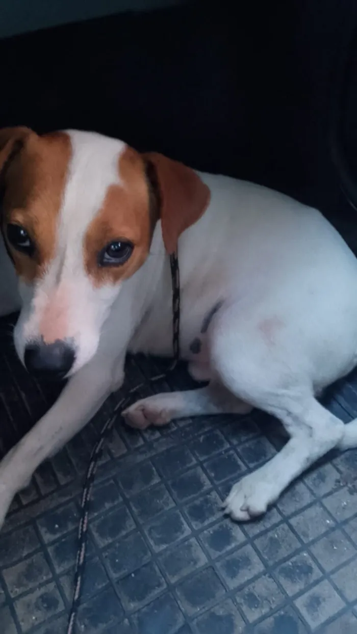 Cachorro raça SRD-ViraLata idade 1 ano nome Bradok