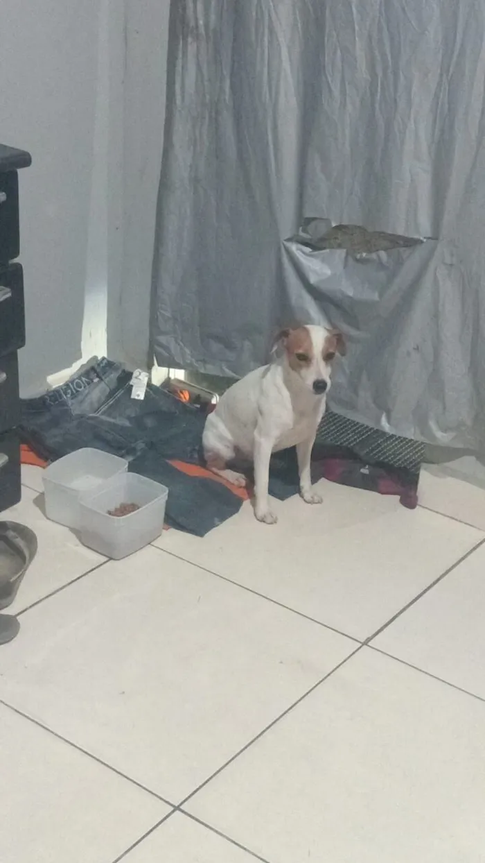 Cachorro raça SRD-ViraLata idade 1 ano nome Bradok