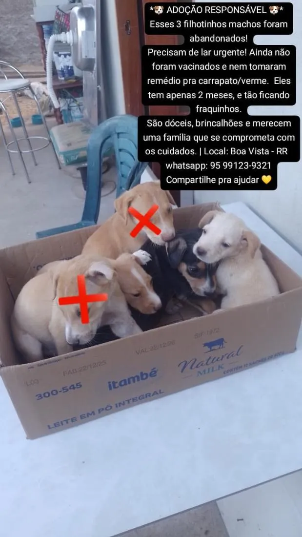 Cachorro raça SRD-ViraLata idade 2 a 6 meses nome os thandermans