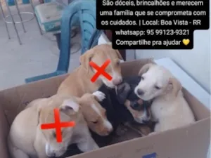Cachorro raça SRD-ViraLata idade 2 a 6 meses nome os thandermans