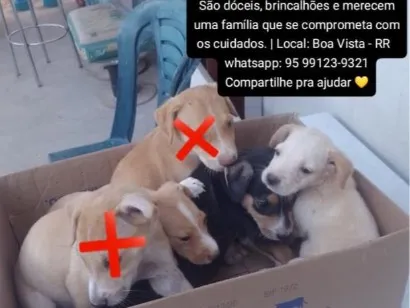 Cachorro raça SRD-ViraLata idade 2 a 6 meses nome os thandermans
