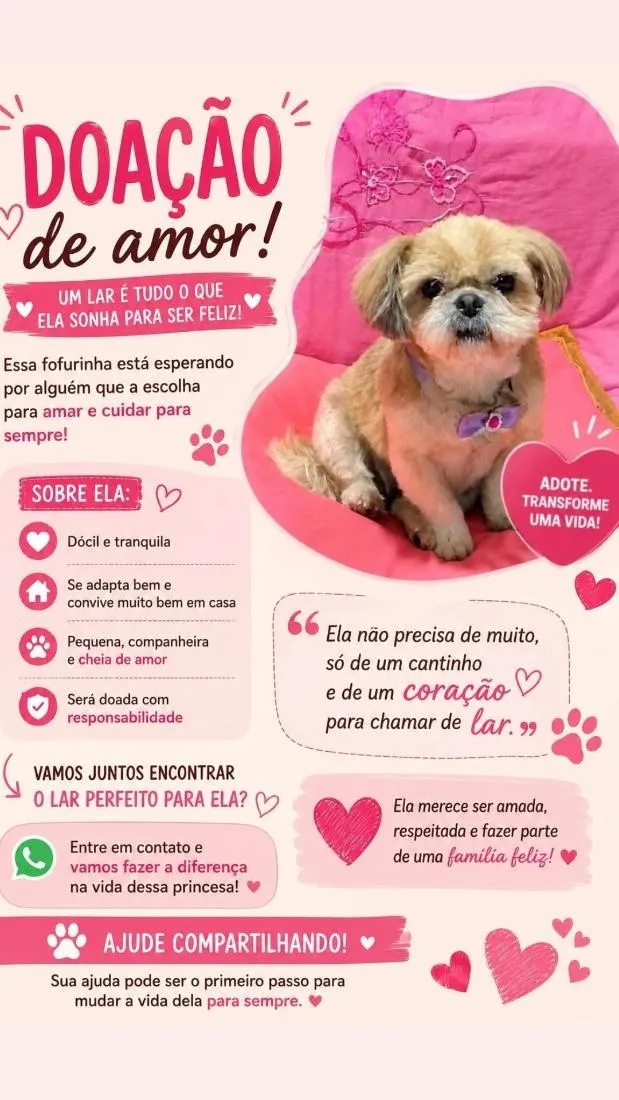 Cachorro raça Shitzu idade  nome Melzinha