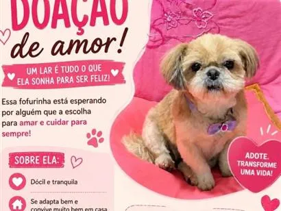 Cachorro raça Shitzu idade  nome Melzinha