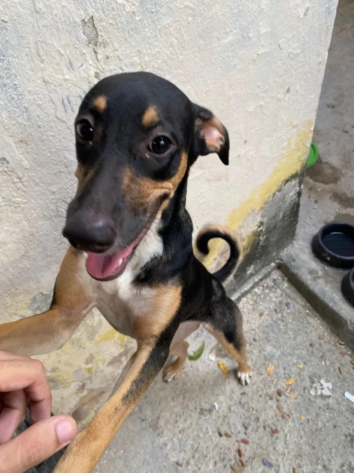 Cachorro raça SRD-ViraLata idade 2 a 6 meses nome Luna