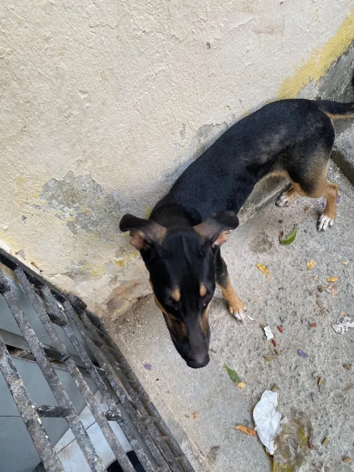 Cachorro raça SRD-ViraLata idade 2 a 6 meses nome Luna