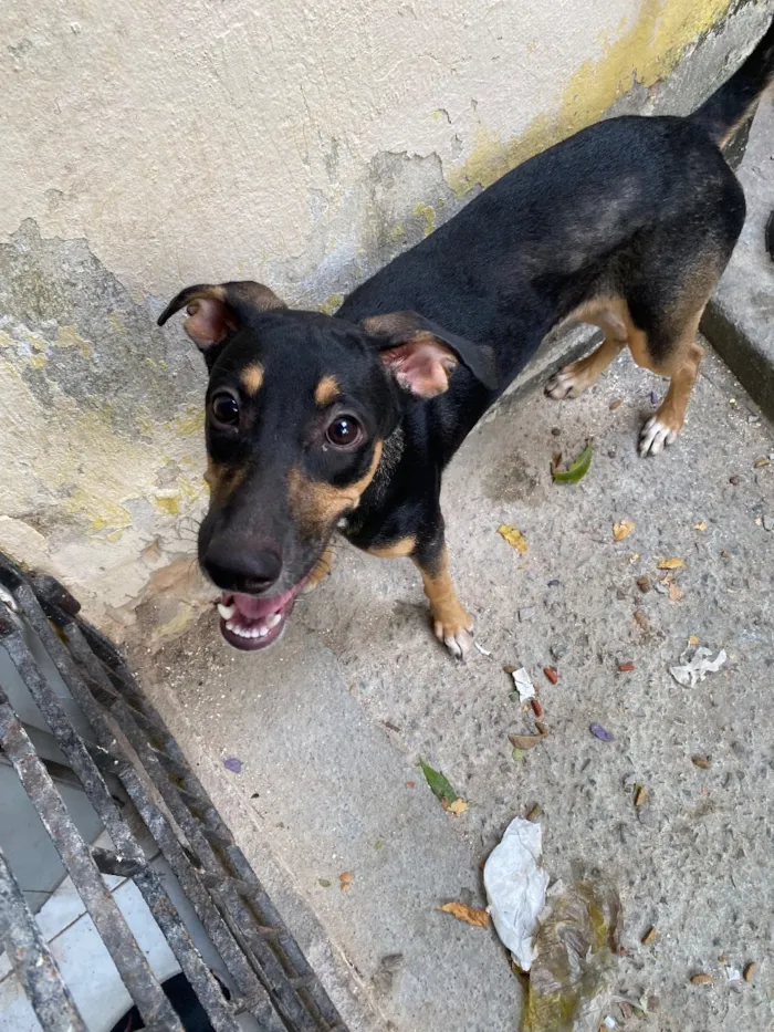 Cachorro raça SRD-ViraLata idade 2 a 6 meses nome Luna