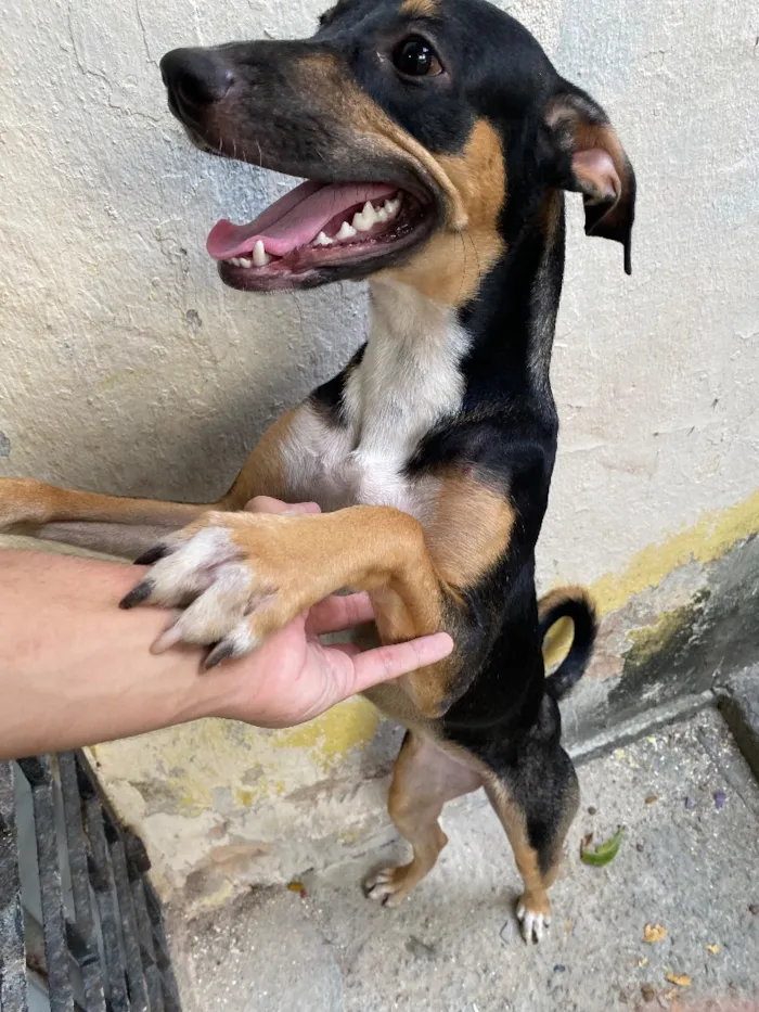 Cachorro raça SRD-ViraLata idade 2 a 6 meses nome Luna