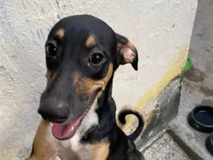 Cachorro raça SRD-ViraLata idade 2 a 6 meses nome Luna