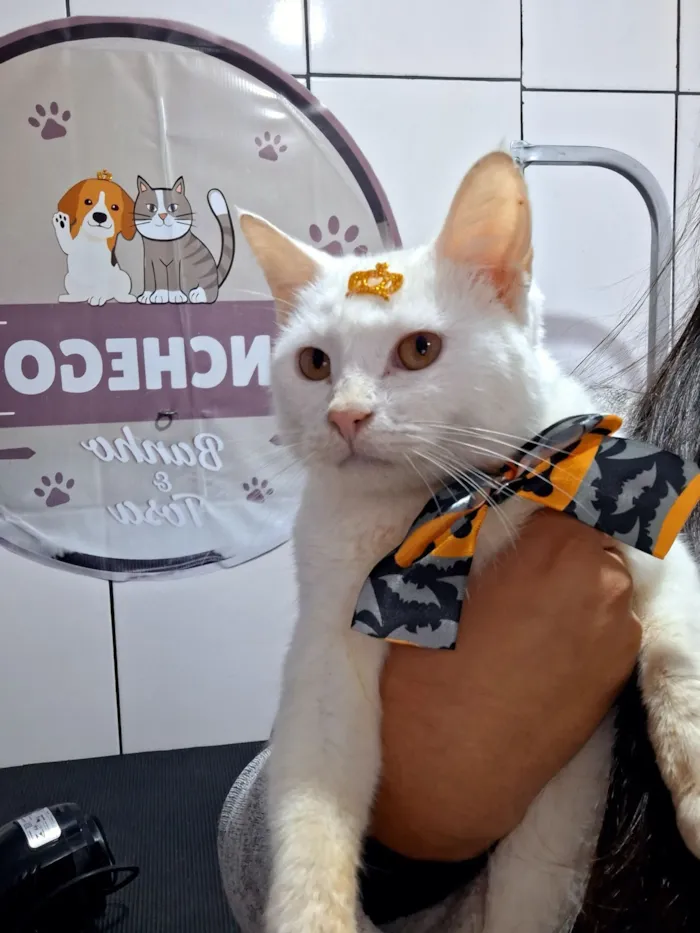Gato raça  idade 2 anos nome Alaska
