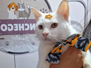 Gato raça  idade 2 anos nome Alaska