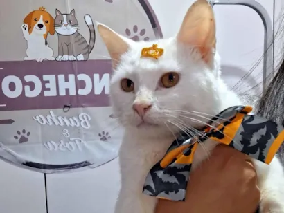 Gato raça  idade 2 anos nome Alaska