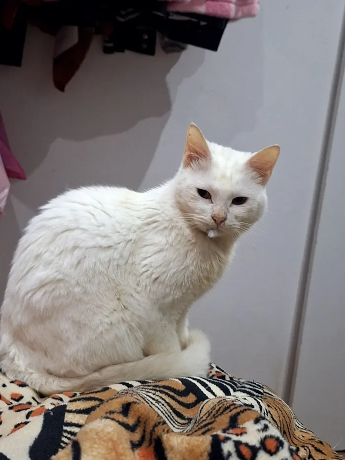 Gato raça  idade 2 anos nome Alaska