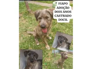 Cachorro raça SRD-ViraLata idade 2 anos nome Lindão 