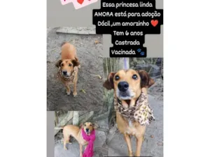 Cachorro raça SRD-ViraLata idade 6 ou mais anos nome Amora