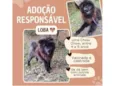 Loba