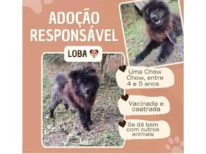 Cachorro raça SRD-ViraLata idade 5 anos nome Loba