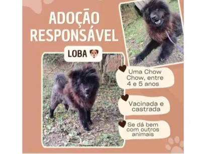 Cachorro raça SRD-ViraLata idade 5 anos nome Loba
