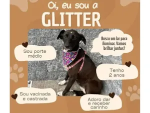 Cachorro raça SRD-ViraLata idade 2 anos nome glitter 