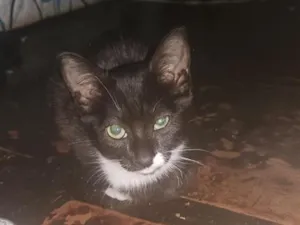 Gato raça SRD-ViraLata idade 2 a 6 meses nome não tem um nome ainda 