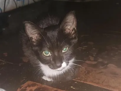 Gato raça SRD-ViraLata idade 2 a 6 meses nome não tem um nome ainda 