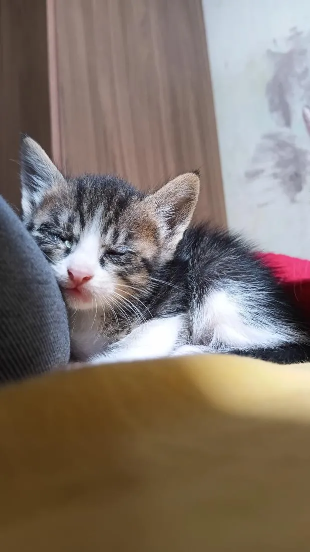 Gato raça SRD-ViraLata idade Abaixo de 2 meses nome Aimê
