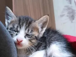 Gato raça SRD-ViraLata idade Abaixo de 2 meses nome Aimê