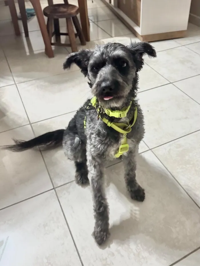 Cachorro raça SRD-ViraLata idade 2 anos nome Lana