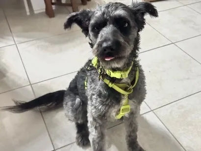 Cachorro raça SRD-ViraLata idade 2 anos nome Lana
