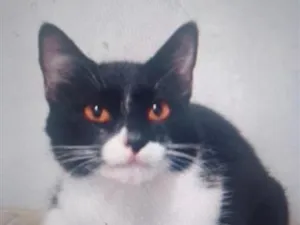 Gato raça SRD-ViraLata idade 3 anos nome Beca