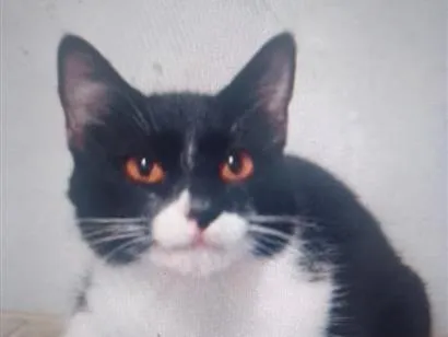 Gato raça SRD-ViraLata idade 3 anos nome Beca